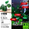 Plantas Acuáticas Locas Acuario Hierba Real Oxigenada Hidroponía Banyan de Agua Perezoso Madera Sumergida Paisajismo Entrada Plantas Acuáticas Fabricante Mayorista