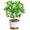 Jazmín de Cristal en Maceta Flor de Lirio Blanco Flor de Interior Planta Verde para Balcón Florece Todo el Año Flor Colmillo de Perro Planta Cabeza de León