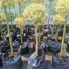 Dropshipping Flor Espejo Planta Árbol de Cera de Sichuan y Yunnan Ligustrum Oro Brillante Ciprés Azul Hielo Serie Piruleta Planta en Maceta Estilo Jardín