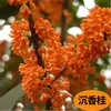 Plántulas de Osmanthus en Maceta Perennes de Cuatro Estaciones Florales Madera de Águila Injertada Agosto Osmanthus Dorado y Osmanthus Plantas de Patio para Interiores y Balcones