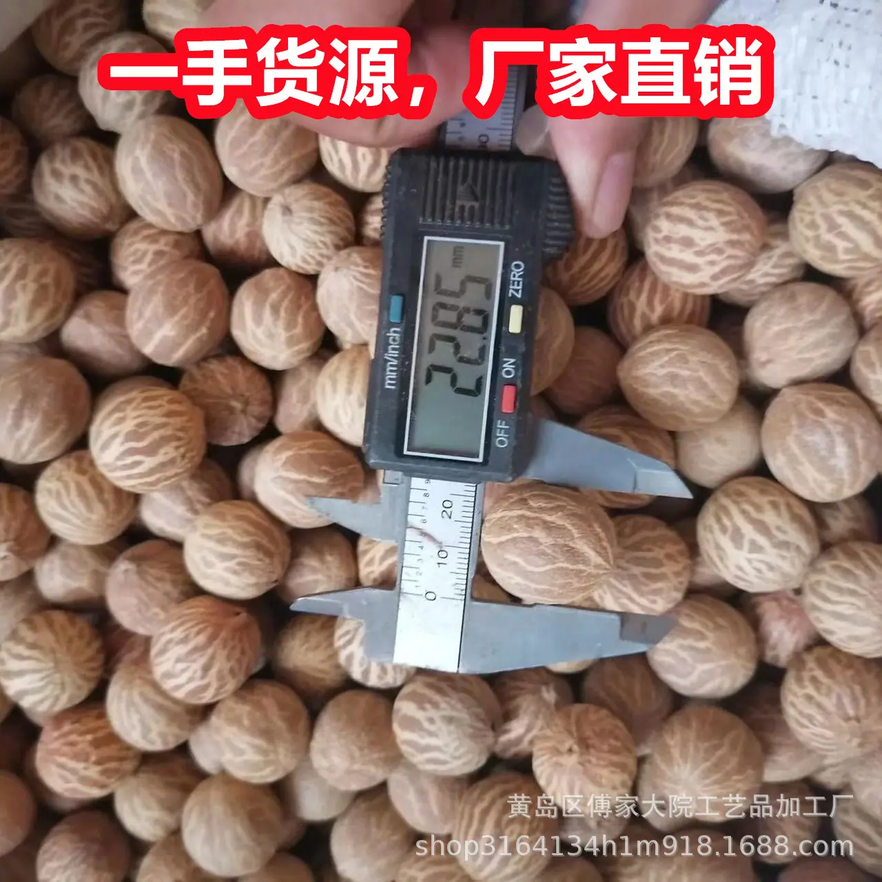 菩提根05.jpg