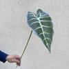 Flor artificial de hoja de taro con tacto real, para decoración del hogar y bodas, venta al por mayor