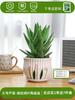 Envío directo Aloe Vera en maceta Interior Dormitorio Purificador de aire Resistente a la sequía Florales y Plantas Verdes Escritorio de oficina Buen almacenamiento