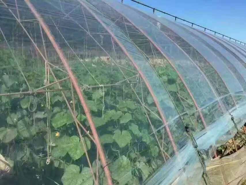 po上棚效果图