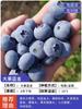 Dropshipping de plántulas de arándanos, plántulas de arándanos, plántulas de frutos grandes en macetas, plántulas de plantación norte y sur, verde ojo de conejo.