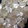 8 ~ 12mm concha de mariposa blanca natural blanco plato Concha Concha flor diy concha rosa tazón flor sombrero florero material accesorios horquilla
