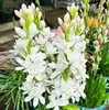 Bulbos de Tuberosa Florida Dupla Florescem Flores Fragrantes Noturnas para Jardim, Plantas em Vasos Internas e Externas para Varanda