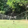 Aspersor de Plástico com Braço Oscilante de 6 Pontos para Irrigação de Gramado, Aspersor Rotativo de 360 Graus para Resfriamento, Remoção de Poeira, Irrigação de Jardins e Terras Agrícolas