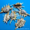 Concha de Caracol Aranha Sete Pontos Caracol Aquário Paisagismo Casa Chão Decoração Artesanato Educação Infantil Natural
