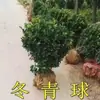 Plántulas de Árboles de Gaulteria con Forma de Bola, Plantas Resistentes para Plantar en el Suelo, Árboles de Boj con Hojas Grandes en Forma de Bola para Vallas de Jardín en Villas, Plántulas para Paisajismo