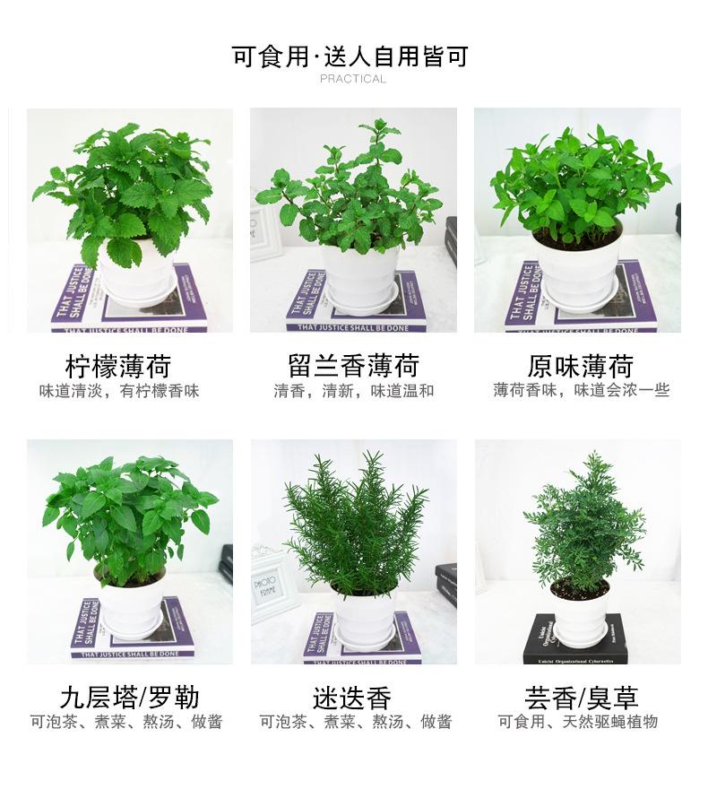迷迭香详细3.jpg