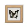 Mariposa Rayada de Tigre Rara, Adorno de Insecto Precioso, Espécimen de Mariposa Azul, Regalo para Ancianos, Amigos o Niñas en su Cumpleaños, Marco de Espécimen de Mariposa