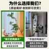 Planta en Maceta Grande de Interior de la Planta Perenne Schefflera Arborvitae para la Sala de Estar, Diseño de Pie