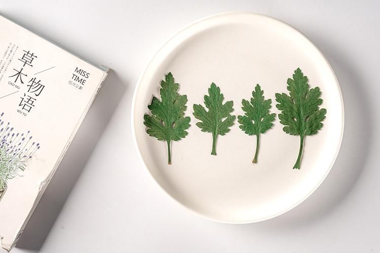 DSC08261.jpg