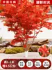 Mudas de Bordo Japonês Vermelho Atacado Quatro Estações Wumei Vermelho Plantio no Solo do Pátio Árvores Grandes Resistentes ao Frio Plantas de Verdejamento Externo Vento