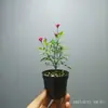 Rosa Japonesa com Botões Planta Verde Envasada para Floração o Ano Todo em Peitoril de Janela ou Varanda