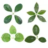 Proyecto de Verdeo con Hojas de Higuera Simuladas DIY Hojas Artificiales Falsas Flor Hecha a Mano Accesorios de Hoja de Rosa Hojas de Magnolia Venta al por Mayor