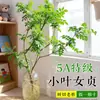 Ligustro de Hojas Pequeñas Famoso en InternetDecoración de Planta Verde Hidropónica Cortada Fresca para Uso en Interiores, Fácil de Mantener Todo el Año, Adecuado para Salas de Té