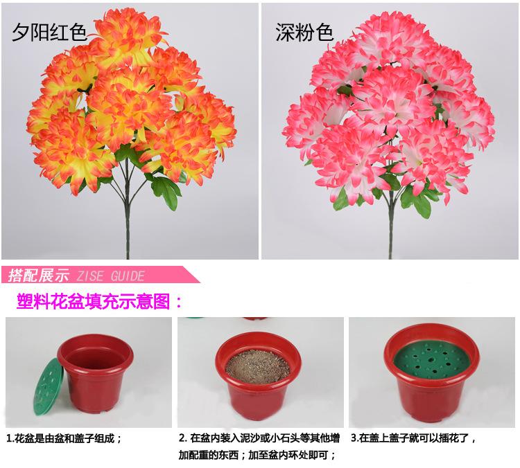 9头尖菊_05.jpg