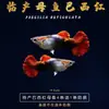 Peixe Guppy, Peixe Tropical, Peixe Ornamental Pequeno, Reprodução, Fêmeas Grávidas, Prontas para Dar à Luz, Fácil de Criar, Resistente e de Vida Longa, Guppies