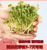 Sementes de Legumes Brotos Pote de Vidro Mason Vaso de Brócolis Pote de Sementes Mason Cultivo de Alfafa Engrossado Germinação Sementes Hidropônicas