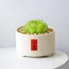 Conjunto fofo de plantas de interior para mesa para jardim de infância, fácil de cultivar e cuidar, pequenas plantas em vasos
