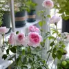 Planta de Rosas para Balcón con Semillas de Rosa, Rosas en Maceta de Fragancia Fuerte Todo el Año, Plantas de Flores Extra Grandes para Balcón y Patio