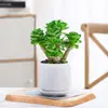 Árvore da Fortuna Tronco Velho Suculenta Flor de Vaso para Interior Árvore da Fortuna Perene o Ano Todo Fácil de Cultivar Tolerante à Seca Planta Verde