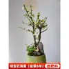 Planta de Begonia en Maceta con Capullos de Flor, Plántulas de Tocón Viejo en Forma de Corona de Larga Duración, Resistentes y Fáciles de Cuidar en Todas las Estaciones, Plantas de Doble Flor para Balcón Interior