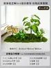 Musgo para Paisajismo de Plantas Verdes Plantas Artificiales Decoración Flores Artificiales Combinación Tropical para Interiores Paisaje de Ventana Persa Arreglo de Césped