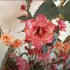 Simulado Camélia Estilo Escandinavo Sala de Estar Decoração para Casa Enfeites Begônia Flores Falsas Atacado Fotografia de Casamento Adereços Flor