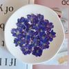 Espécimes florais em relevo Dry DIY Handmade Material Natural Flower Dry Flower Material Bag