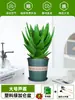 Ciudad sin Noche Planta de Aloe Vera en Maceta Planta Verde Purificadora de Aire de Interior Suculenta para Escritorio de Oficina Flor de Cuatro Estaciones Cactus Plántula de Aloe Vera