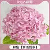 Flores Que Florescem por Muito Tempo e São Fáceis de Cultivar, Lírios, Sino dos Ventos, Flores de Corte Frescas, Plantas Hidropônicas de Cabelo Reto de Yunnan, Rosas, Arranjos de Flores de Interior