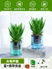 Ciudad sin Noche Planta de Aloe Vera en Maceta Planta Verde Purificadora de Aire de Interior Suculenta para Escritorio de Oficina Flor de Cuatro Estaciones Cactus Plántula de Aloe Vera