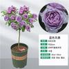Dropshipping toco de árvore mudas de rosas flores extra grandes plantas de flores pátio rosas de quatro estações com pirulitos de flores