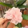 Nuevo Pinza de Flor para el Cabello Pinza de Resorte y Verano Dulce Simple Accesorios para el Cabello Moda Combinable para Todo Clip para Cola de Caballo Alta Estilo de Celebridad de Internet Pinza para el Cabello