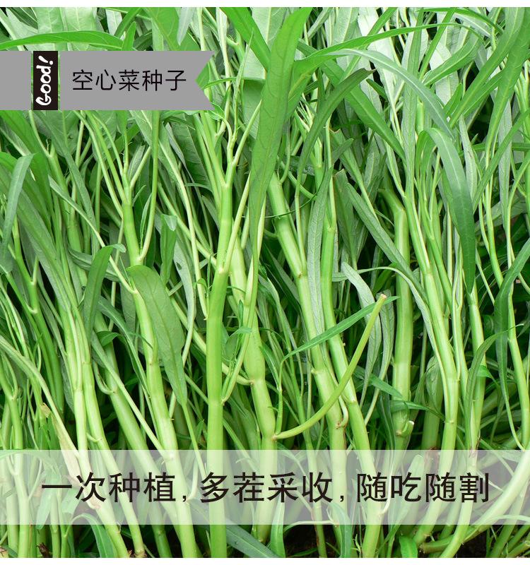 空心菜03-1