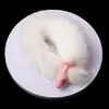 Juguetes Sexuales, Cola de Garra de Gato, Tapón Anal, Accesorios de Entrenamiento Femenino, Productos de Silicona para Adultos, Venta al por Mayor de Dropshipping