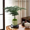 Espárrago Planta en Maceta Interior Sala de Estar Zen Chino Bonsái Pequeño Fácil de Cultivar Plantas Verdes Adornos de Oficina Florales Creativos
