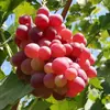 Venta al por mayor de plántulas de uva rubí romano, plantas de maceta para patio, plántulas injertadas sin semillas para plantar en el norte y el sur