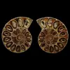 Rebanadas Fósiles de Caracola Natural de Madagascar Adornos de Escritorio Conquitas Muestras Paleontológicas Venta al por Mayor Piedras de Cristal