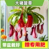 Planta Jarra Planta Verde en Maceta Planta Perenne Carnívora Planta Insectívora Repelente de Mosquitos Balcón Interior Fácil de Cultivar Resistente a Altas Temperaturas Flor