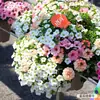 Plantones de Petunia para Jardinero Hermosa Voz Luz de Hielo Morado Hiedra Balcón Cuatro Estaciones Planta en Maceta Interior Plantones Fáciles de Cultivar
