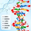 Modelo de estructura de doble hélice de ADN con base grande inicial Dispositivo experimental de demostración biológica de escuela secundaria Modelo genético genético