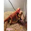 Lascas de Madeira Natural Aparas de Madeira Espiga de Milho Areia para Lagarto Réptil Hamster Pássaro Animal de Estimação Material de Almofada Absorvente de Areia