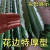 Suporte de Haste de Ferro para Cultivo de Vegetais, Haste de Ferro Triangular para Exterior, Haste em Y Ultra-Resistente para Jardim, Acessórios para Cercas