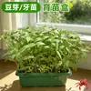 Bloques para Plántulas Hidropónicas al por Mayor, Bloques de Sustrato para Cultivo sin Suelo, Estériles, Transpirables, Retentores de Agua, Promotores de Raíz, Semillas de Verduras para Germinar
