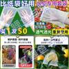 Bolsa de Malla a Prueba de Insectos Bolsa para Frutas Anti-Pájaros Universal Melón y Fruta Bolsa de Malla a Prueba de Insectos Transpirable Flor Sin Flor Nispero Uva Melocotón Fresa