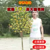 Árbol de Osmanthus Árbol Grande Osmanthus Joven Todo el Año Osmanthus Dorado Todo el Año Osmanthus en Maceta Árbol para Paisaje de Patio Planta Árbol Árbol para Paisaje